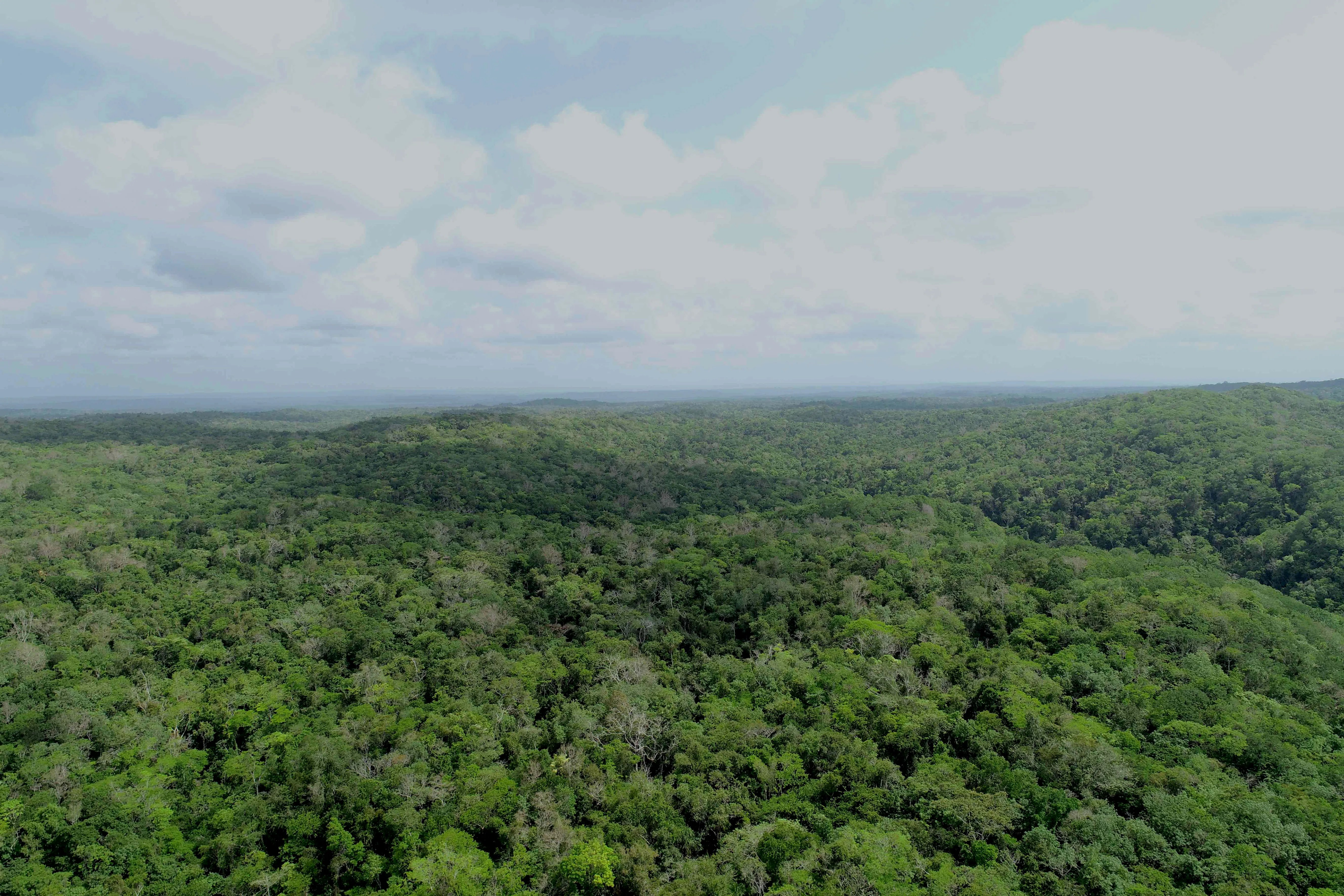 Drone view of forest