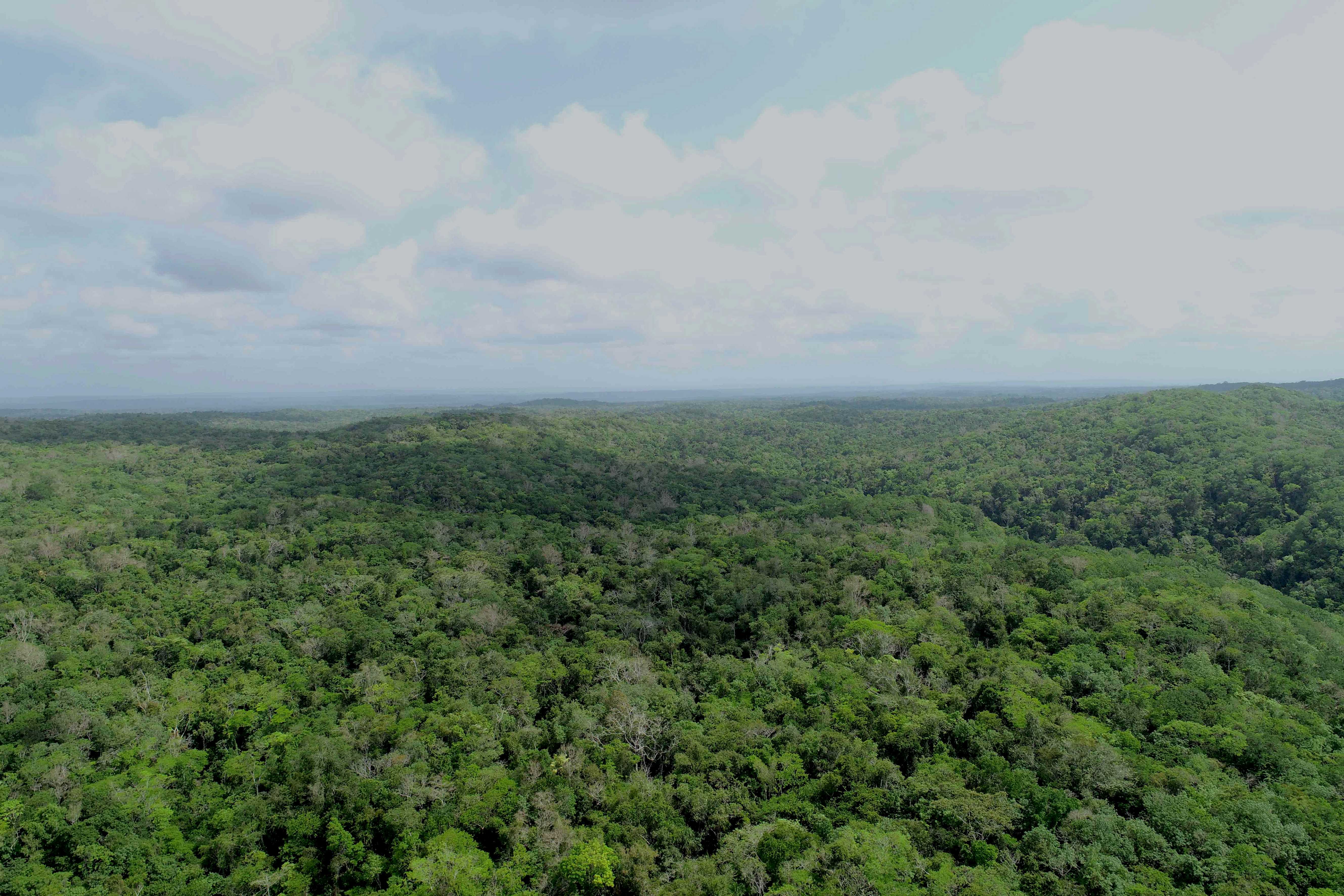 Drone view of forest